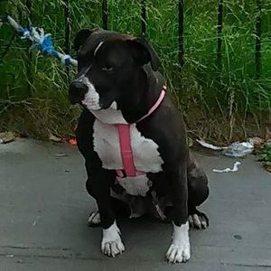 Meet your Posher, Don